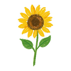 Obraz premium PNG Hand-drawn sunflower illustration vibrant
