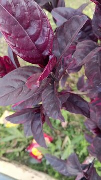 Dark purple and maroon tropical leaves, Glossy ornamental plant foliage