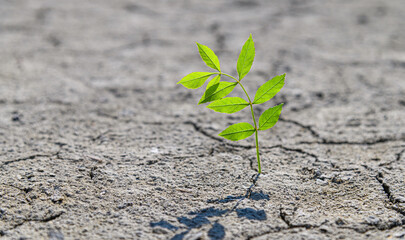 Green plant growing through crack in concrete outdoors