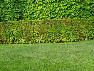Green hedge and ivy wall in a well‑kept garden