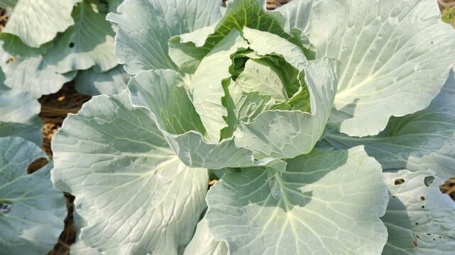 cabbage growing in the garden