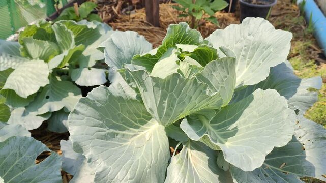 cabbage growing in the garden