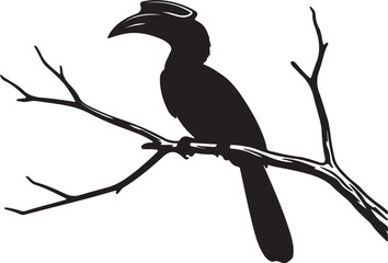 hornbill bird  white background. © Faisal