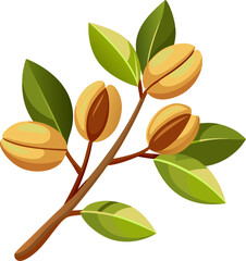 Small branch with clustered pistachios. white background