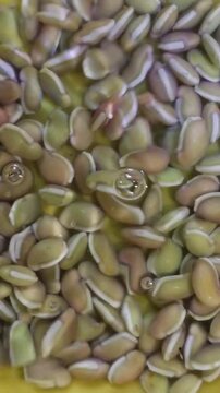 Raw organic lablab beans soaking in water, Green hyacinth beans close up, Fresh legume seeds for healthy cooking