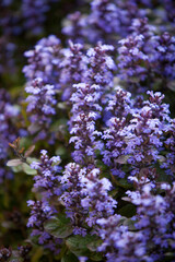 Fototapeta premium Ajuga reptans (Bugleweed) - purple flower spikes in spring garden
