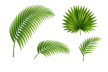 Obraz premium Lush tropical palm fronds creating a vibrant jungle border with green botanical foliage, transparent background