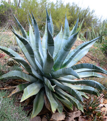 Fototapeta premium Century Plant Agave