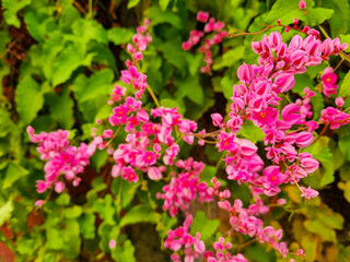 Fototapeta premium pink flowers in the garden