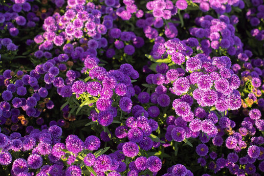 Aster flowers beautiful purple violet blooms.
