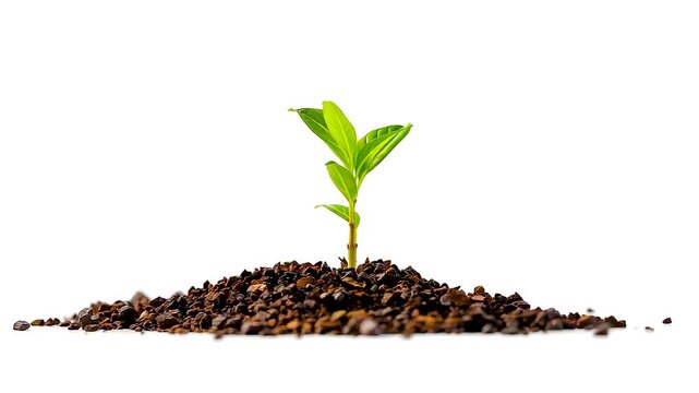 Green Seedling Sprouting from Rich Dark Soil on Clean White Studio Scene with Fresh Natural Light and Minimal Composition