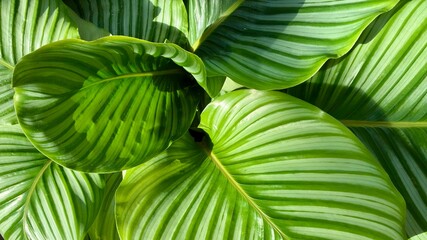 green leaves background. tropical pattern 