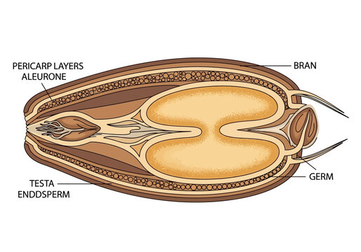 Detailed cross-section illustration of a wheat grain structure.