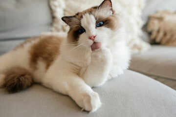 Cute Ragdoll cat grooming itself and licking its paw with a pink tongue on a grey sofa. Domestic animal daily hygiene and care. © Darya Grotskaya