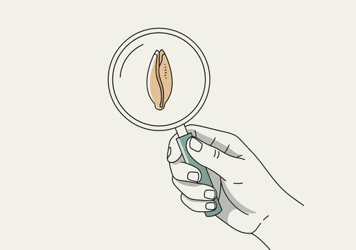 Hand Holding Magnifying Glass Over Grain Seed.