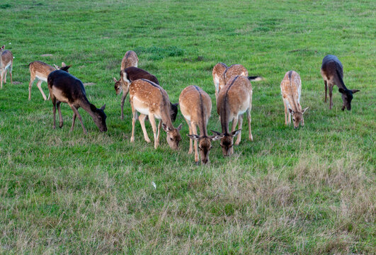 Group of fallow deer grazing peacefully on lush green grass in an open meadow. The spotted coat of dama dama animals blends with natural landscape, capturing wildlife behavior and calm countryside sce