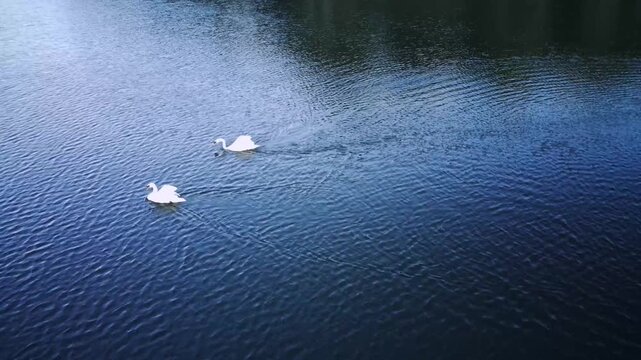 A pair of swans swim on the lake in the evening. Two white swans glide across water at dusk. Two white swans swimming peacefully on a calm lake at sunset