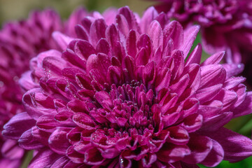 Obraz premium Macro of purple chrysanthemum flower with dew drops.