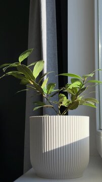 Slow forward move toward bay laurel plant on windowsill in daylight