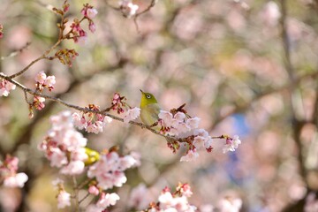 Fototapeta premium 桜とメジロ