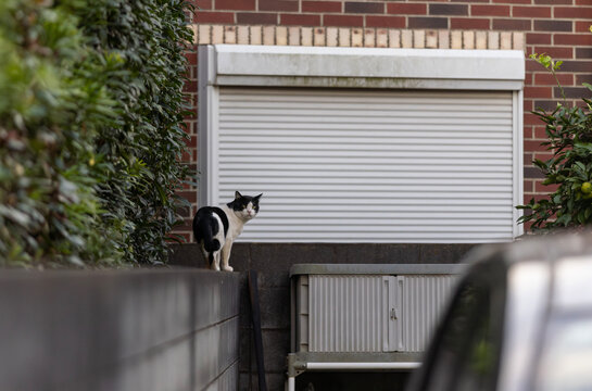 Homeless black and white cat walk alone on the suburb of tokyo