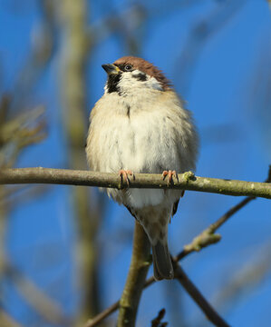 Eurasien Tree Sparrow