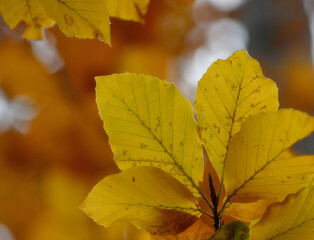 Fototapeta premium autumn leaves on the tree