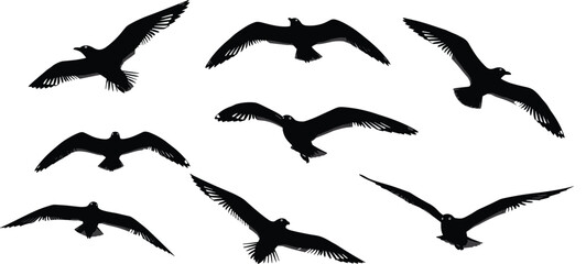 Fototapeta premium Flying bird silhouettes collection, black raven crow seagull shapes, isolated set, wildlife nature illustration, wings spread, sky freedom concept