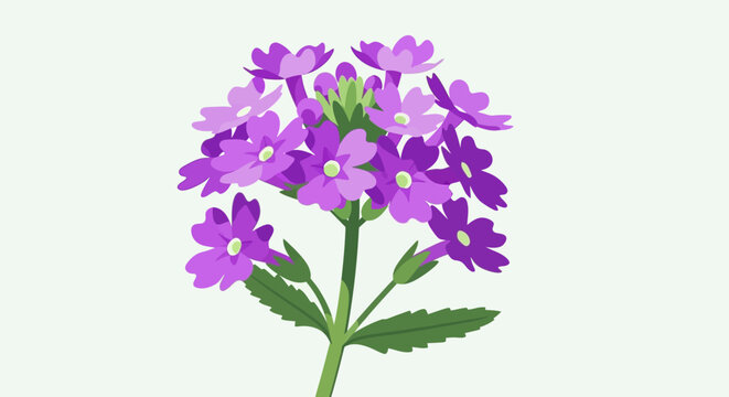 Beautiful Purple Verbena Flower Cluster Isolated.