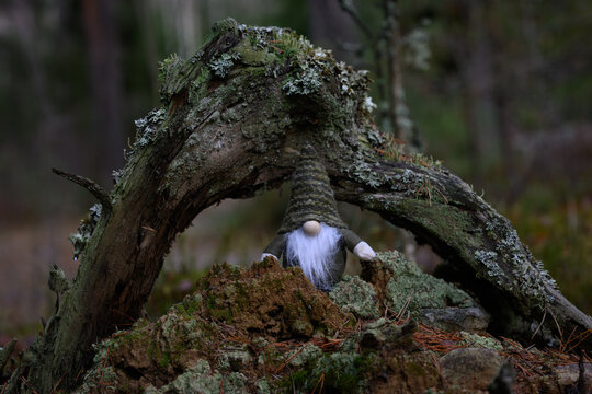 Forest gnome