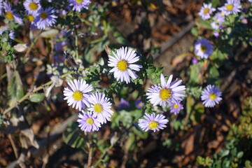 Group of violet flowers of Michaelmas daisies in mid November © Anna