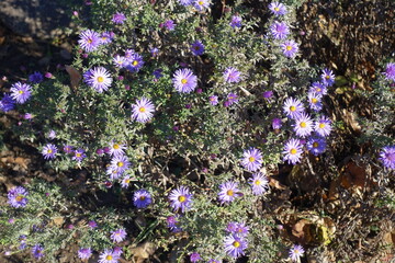 Mid November flowers - simple lavender colored Michaelmas daisies © Anna
