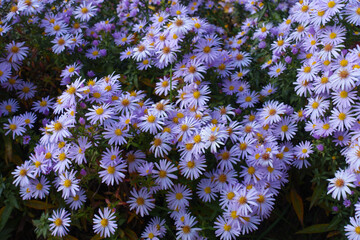 Showy violet flowers of Michaelmas daisies in mid October © Anna