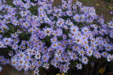 Uncounted violet flowers of Michaelmas daisies in mid October © Anna