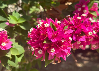 Naklejka premium Ornamental shrub or Bougainvillea (Latin -Dwarf Bougainvillea)