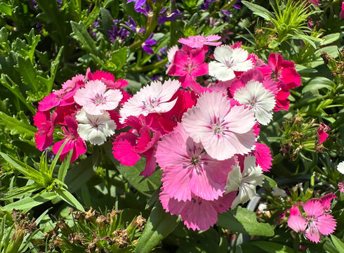 Beautiful bloom Carnation (Dianthus barbatus)