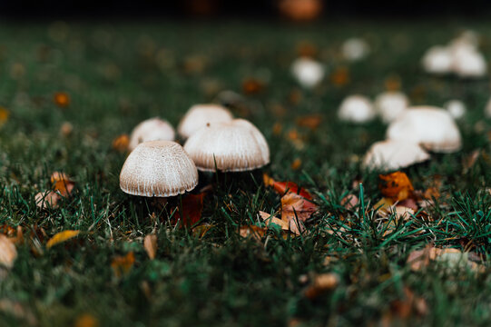 Cluster of small white mushrooms in grass with autumn leaves, North Germany
