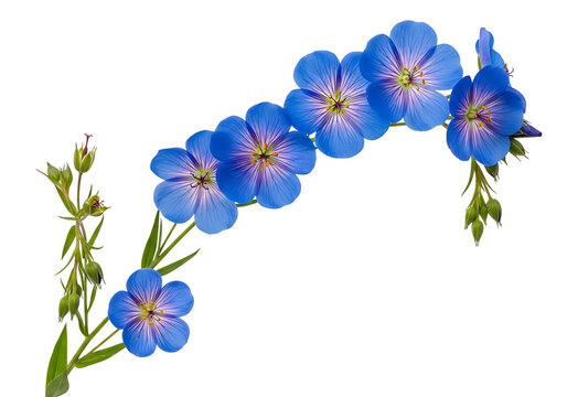 Beautiful blue flax flowers isolated on transparent background for design and decoration linum perenne