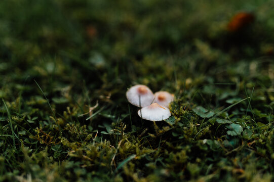 Small mushrooms growing in the Garden green moss, macro close-up