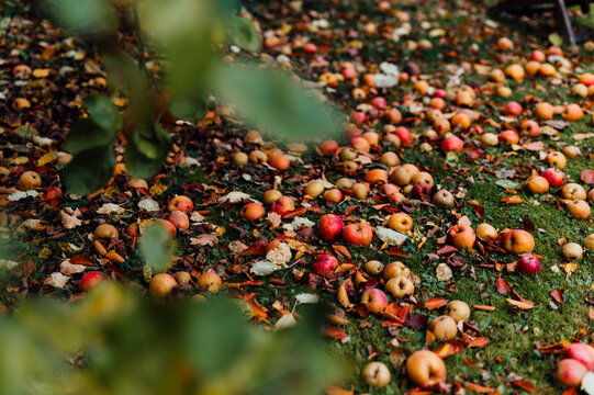 Autumn Orchard Floor with Fallen Apples and Leafs