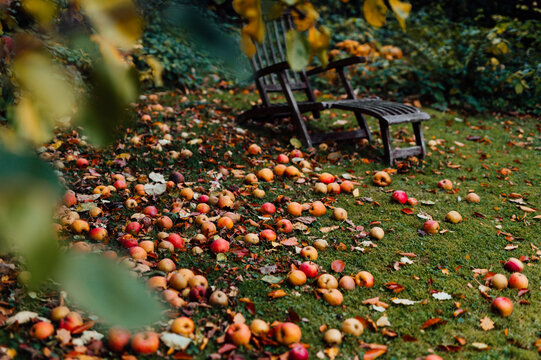Fallen apples scattered on grass in autumn garden with bench