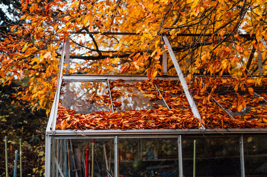 Autumn leaves covering glass greenhouse roof in fall garden