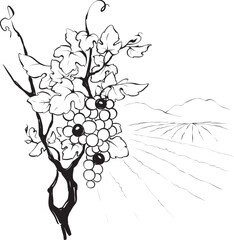Design elements -- vine. Graphic vector illustration, sketch with bunches of grapes in lines, author's hand drawing.