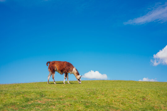 Llama grazing on grassy hill under blue sky with copy space