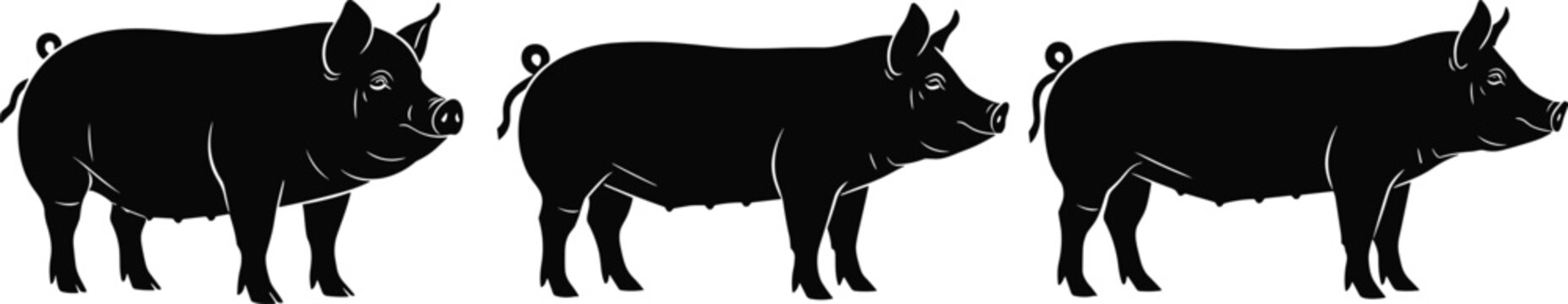 Black silhouette set of farm pigs and hogs standing in profile for livestock farming, agriculture, meat production, organic pork and animal husbandry concepts