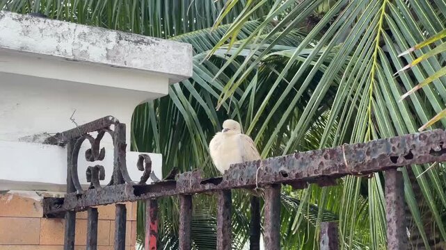 A Eurasian Collared Dove perched on a rusted iron gate with tropical palm leaves in the background, eventually flying away in daylight.
