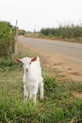 Obraz premium White baby goat standing on grass near a rural road 草むらに立つ白い子ヤギと田舎道
