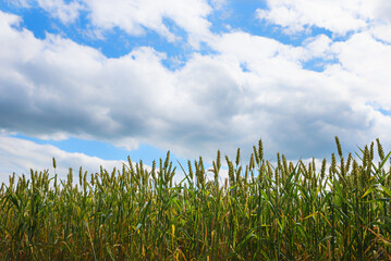 Wheat field with tall, still green ears, blue sky with clouds.