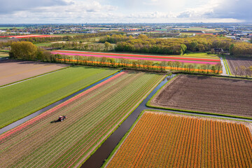 Aerial view of tulip fields in full bloom in the Netherlands