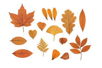Naklejka premium Autumn leaf collection featuring maple, oak, ginkgo, and rowan foliage for fall designs on transparent background